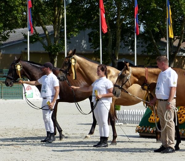 akhal_teke_europa_bajnoksag_20240801_ck_009