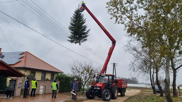 Fenyőfa a helyén, jöhet az advent